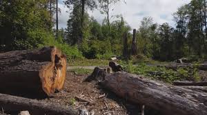 Best Tree Trimming and Pruning  in West Liberty, OH